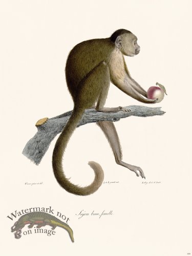 (image for) Cuvier 399 Sajou Brown Female