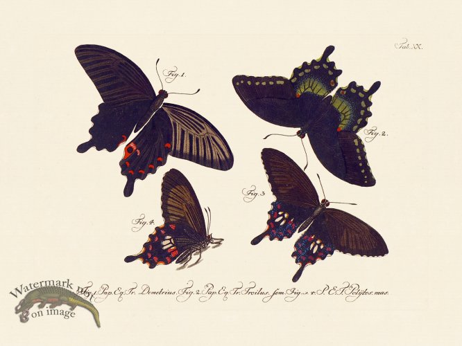 (image for) Jablonsky Butterfly 020