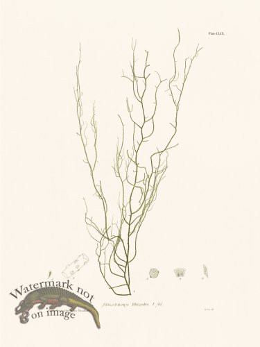 (image for) Bradbury Seaweed 159