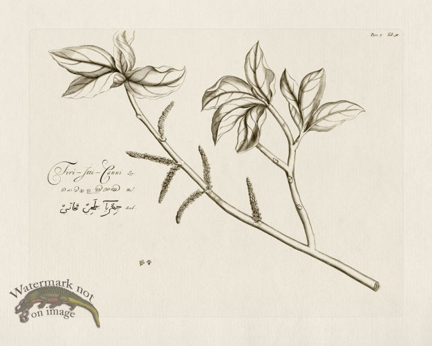 (image for) HORTUS VOl 07 30