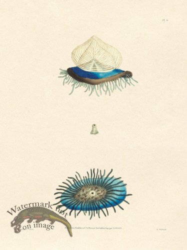 (image for) Shaw Nodder SL 06