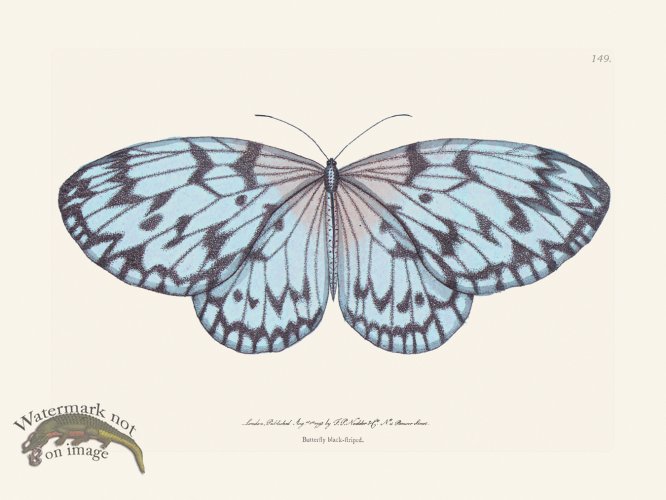 (image for) 149 Black-Striped