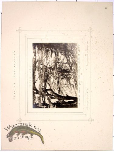 (image for) Lawson Pine Cone 41