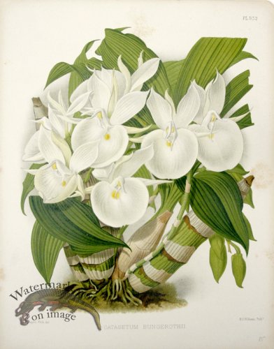 (image for) Linden Orchids 12