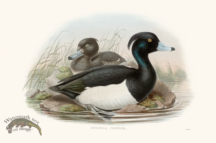 (image for) Gould Waterfowl 35