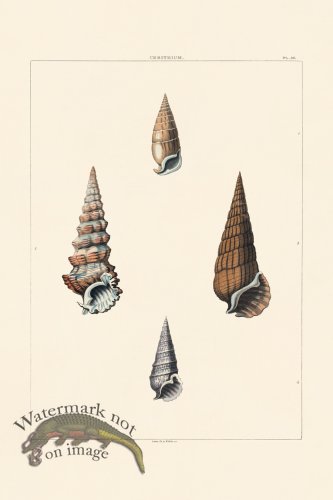 (image for) Perry Shell 35