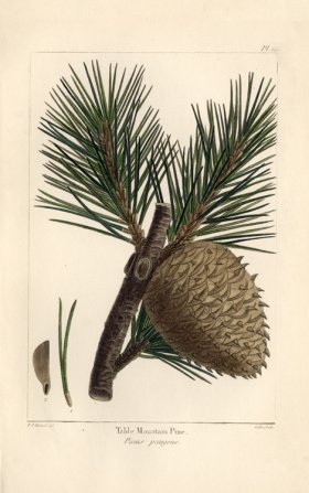 Table Mountain Pine
