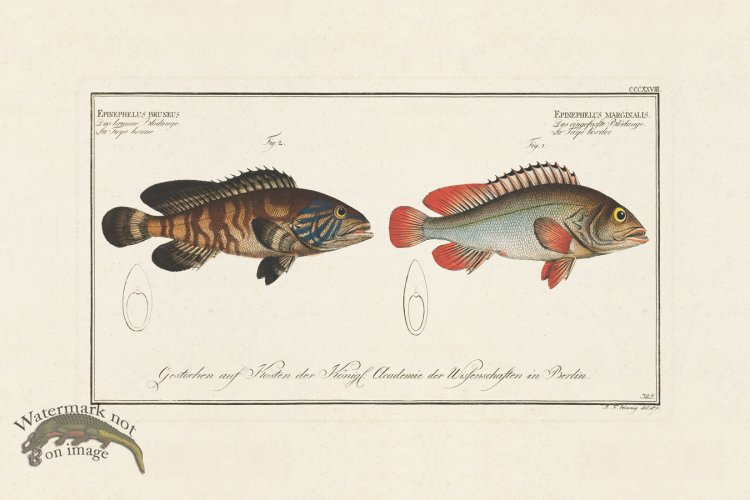 (image for) BLOCH FISH 328