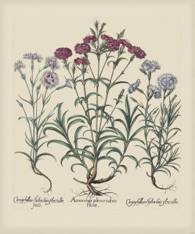 Besler 318 Colored B2