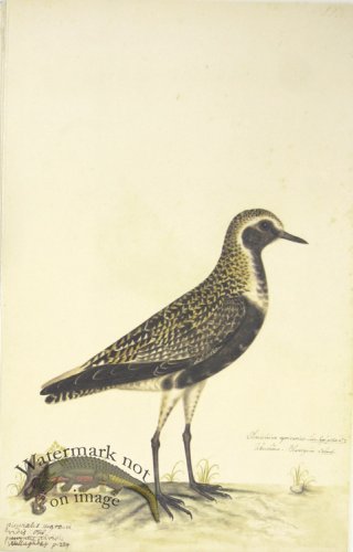 (image for) 193 Swedish Birds . Charadrius Apricarius, European Golden Plove