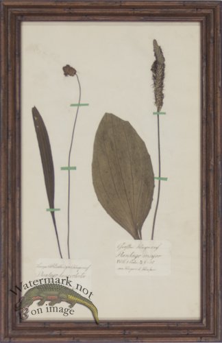 Herbarium BbF 04