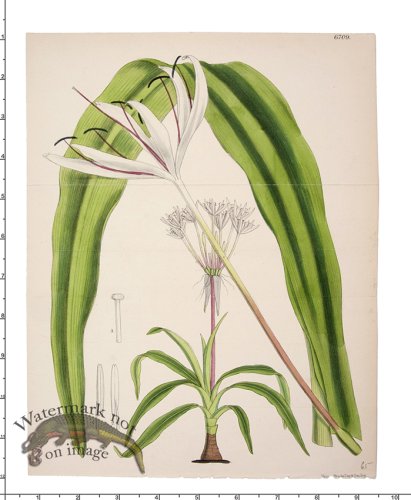 (image for) Curtis Botanical 060