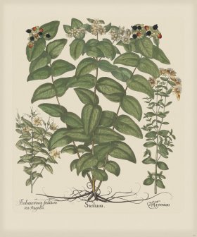 Besler 247 Colored B2