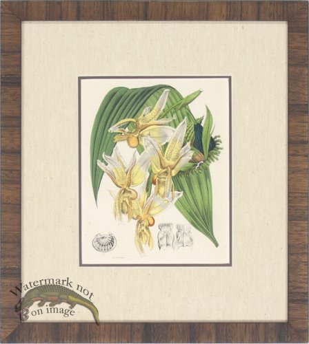(image for) Orchids LMF 02