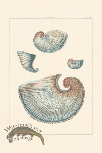 (image for) Perry Shell 42