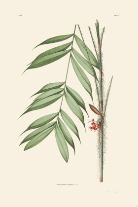 Rodrigues Palm Front 038