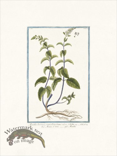 (image for) Bonelli 250 Garden mint