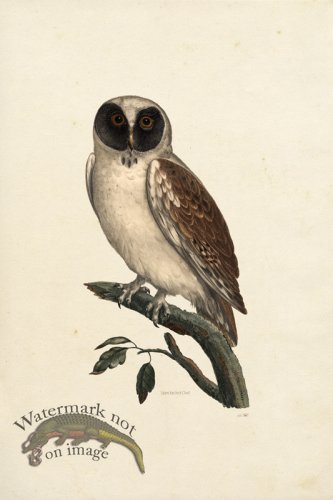 KO 02 Spectacled Owl