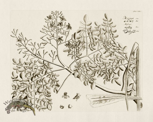 (image for) HORTUS VOl 06 11