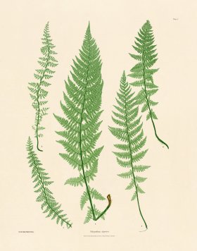 (image for) Bradbury Fern 01