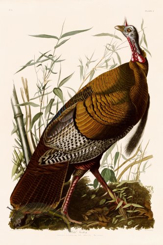 (image for) 001 Wild Turkey