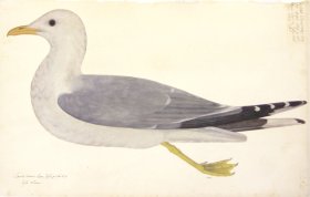 267 Swedish Birds . Larus Canus . Common Gull