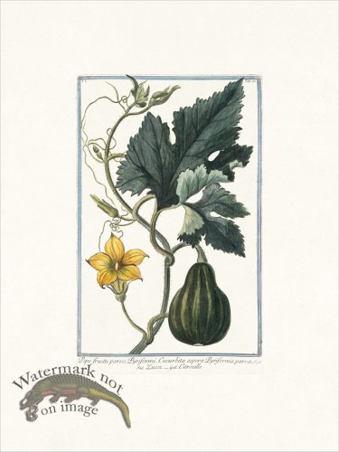 (image for) Bonelli 066 Pumpkin