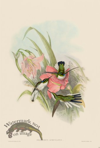 (image for) Gould Hummingbird 214