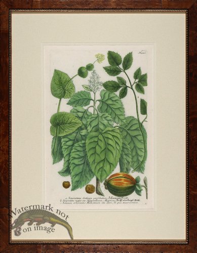 (image for) Weinmann Burl with Gold DM 13