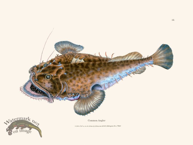 (image for) 012 Common Angler