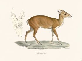 Cuvier 051 Male Muntjak