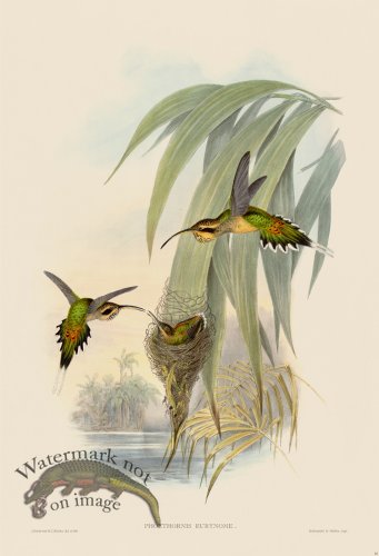 (image for) Gould Hummingbird 016