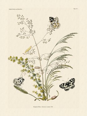 Wilkes Butterflies 097