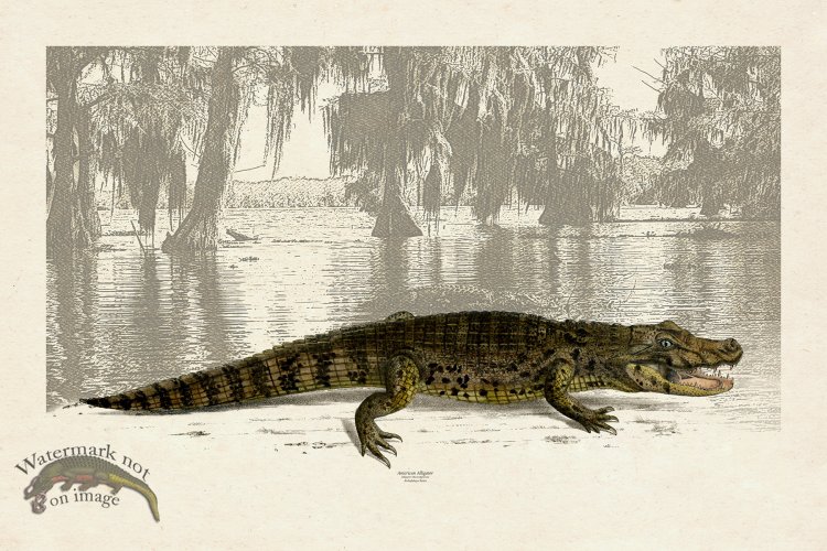 (image for) American Alligator