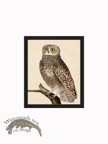 (image for) Rudbeck CFA_BF 43 Owl