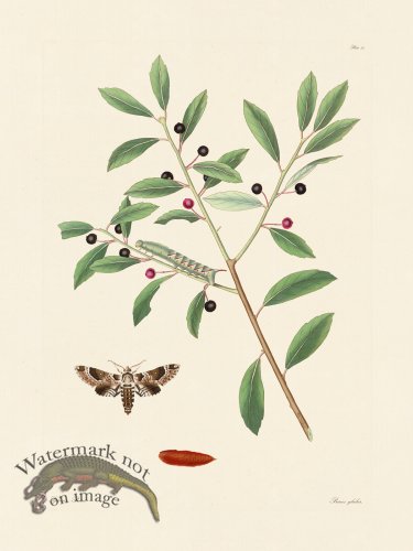 (image for) Abbot Butterfly 035