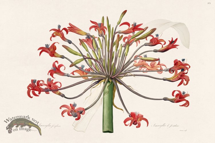 (image for) Les Liliacees Redoute 371