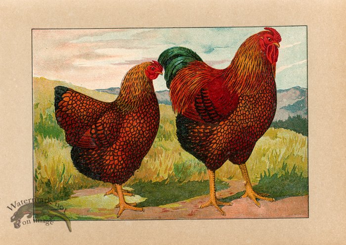 (image for) Chicken 57