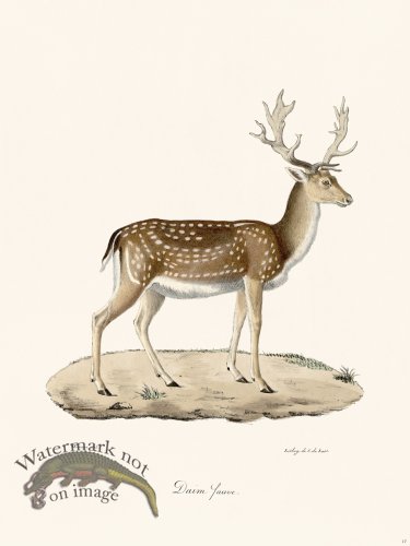 Cuvier 017 Wild Buckskin