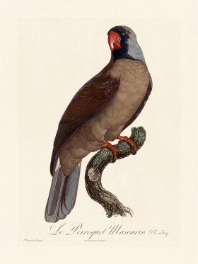 Barraband Parrot 139