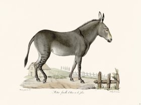 Cuvier 069 Female Mix of Zebra and Donkey