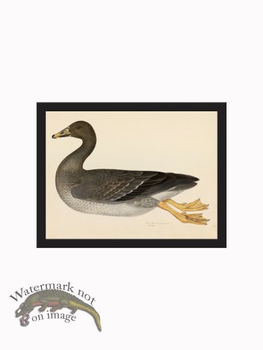 (image for) Rudbeck CFA_BF 21 GREYLAG GOOSE