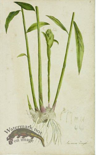 (image for) 1828_Gmp 027