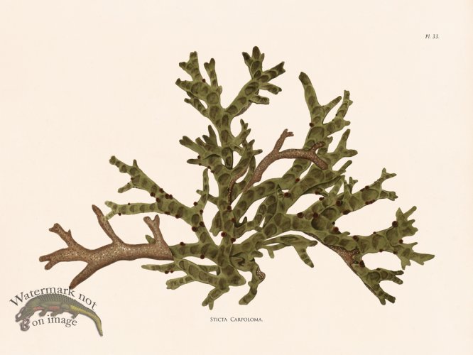 (image for) Oceanie 33