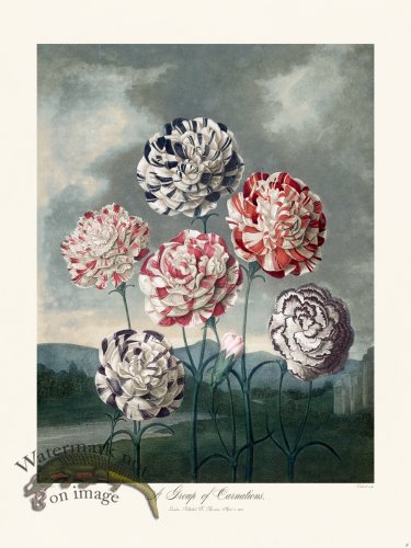 (image for) 08 A Group of Carnations