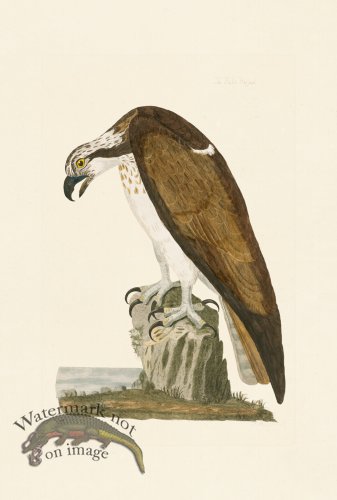 (image for) Pennant Zoology 114