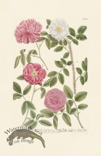 (image for) Weinmann PL 869