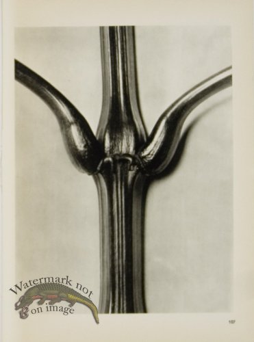 (image for) Blossfeldt T 107