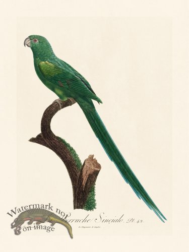 (image for) Barraband Parrot 042