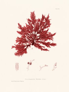 Bradbury Seaweed 120